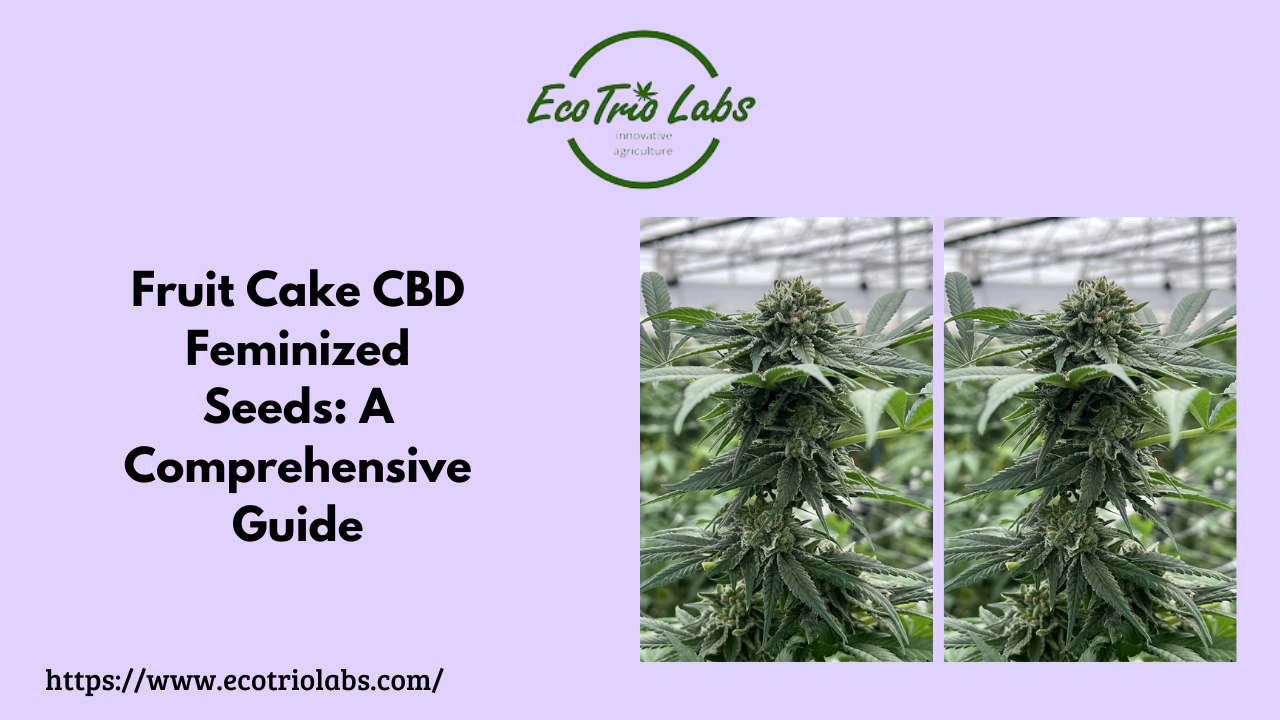 Fruit Cake CBD Feminized Seeds