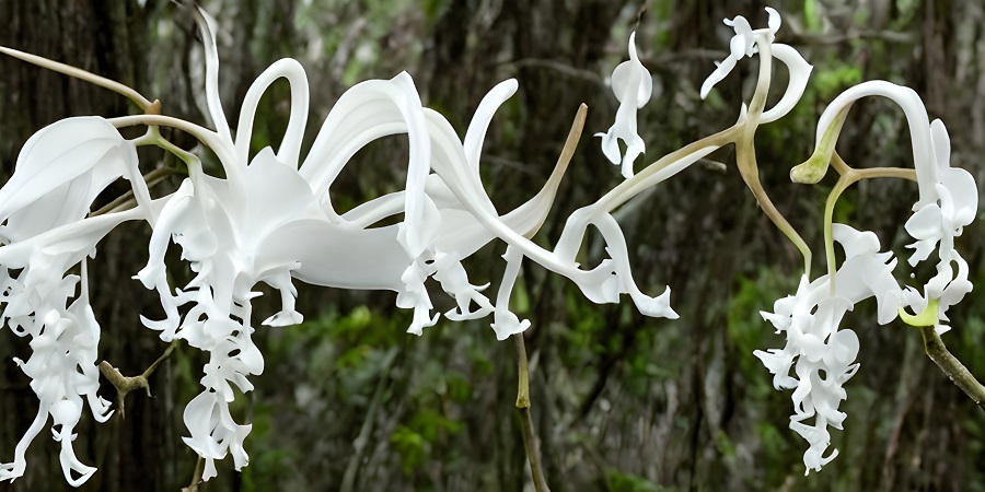 Ghost Orchid