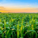 Global General Crop Farming Market