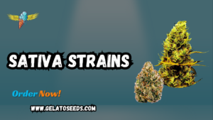 Sativa strains