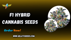 f1 Hybrid cannabis Seeds