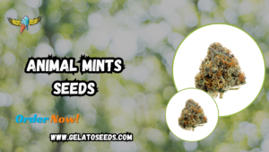 Animal Mints Seeds