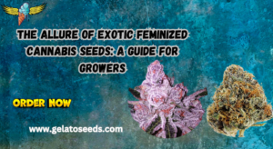 Exotic Feminized cannabis seeds