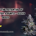 Apple Fritter X Runtz Elev8 Seeds