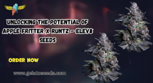 Apple Fritter X Runtz Elev8 Seeds