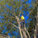 What Are the Benefits of Regular Tree Maintenance