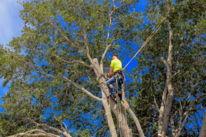 What Are the Benefits of Regular Tree Maintenance