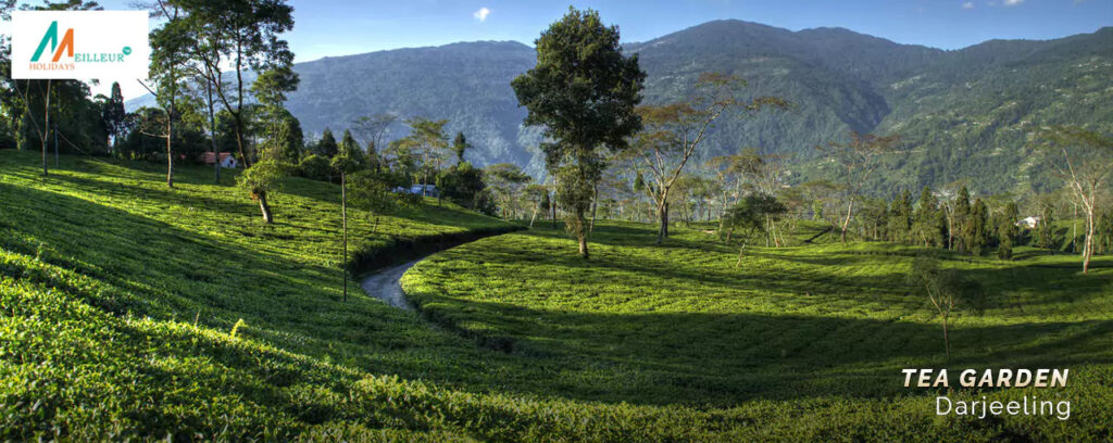 tea garden stay in darjeeling