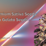 Sativa seeds usa