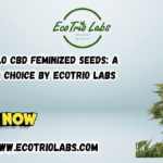 Caramelo CBD Feminized Seeds