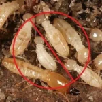 termite control services