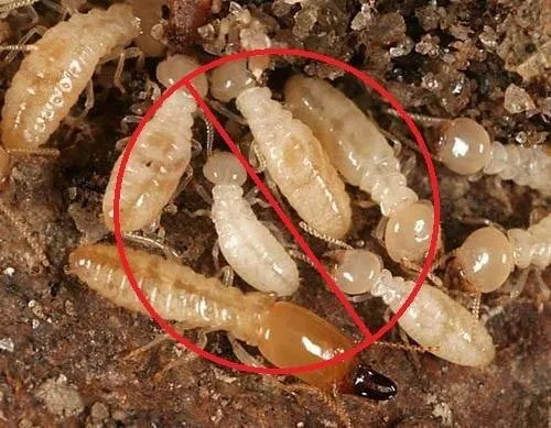 termite control services