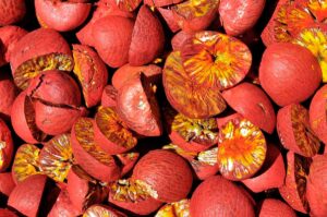 Areca Nut Processing Plant