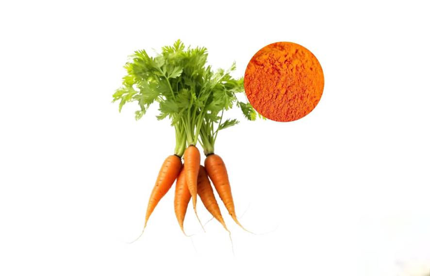 Beta Carotene Extraction from Carrot