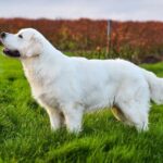 English cream golden retriever for sale