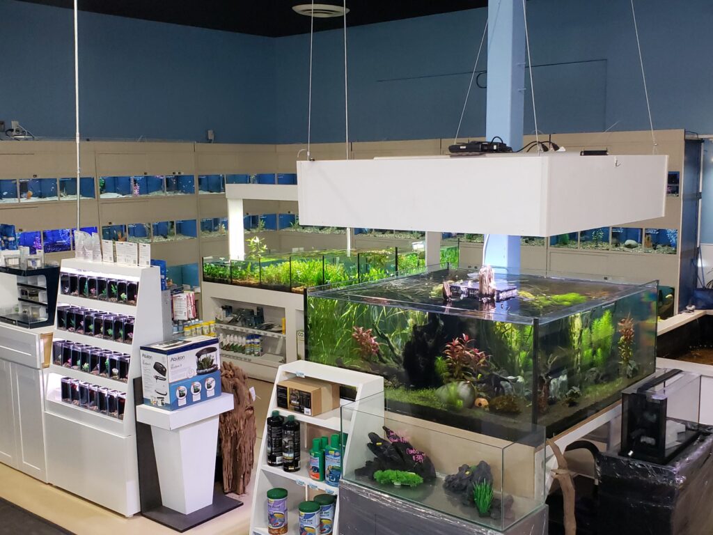 Best online saltwater fish store