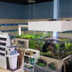 Best online saltwater fish store