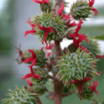 Castor Organic Carrier Oil