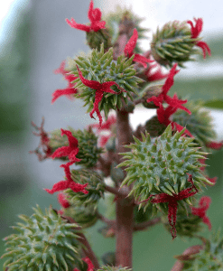 Castor Organic Carrier Oil