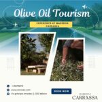 Olive Oil Tourism