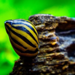 aquatic snails for sale