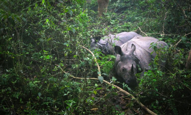 Chitwan National Park 5
