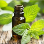 Spearmint Oil | Lavender Oil Manufacturers in India