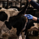 primary prevention​