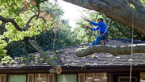 emergency tree pruning honolulu hi