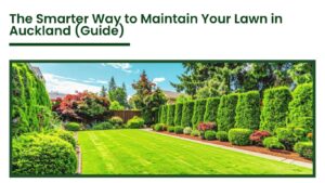 Well-maintained green lawn with trimmed hedges and landscaped garden in Auckland residential backyard