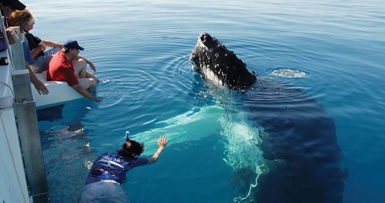 Whale Watching Gloucester MA