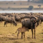 wildebeest migration tracker