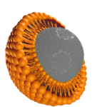 3D illustration of a liposomal vesicle showing an orange phospholipid bilayer surrounding a gray active core for advanced nutrient delivery