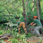 commercial tree service
