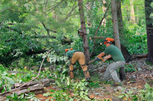 commercial tree service