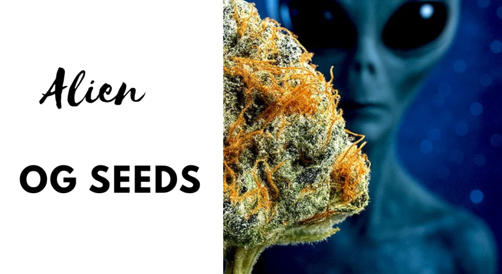 Alien OG Seeds