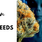 Alien OG Seeds