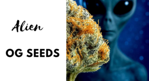 Alien OG Seeds
