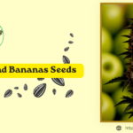 Apples and Bananas Seeds