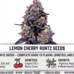 Lemon Cherry Runtz Heritage