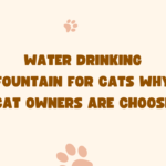 Water Drinking Fountain for Cats