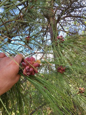 Wild-Harvested Pine Pollen