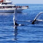Cape Ann Whale Watch