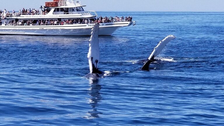 Cape Ann Whale Watch