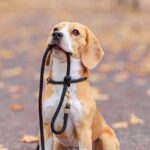 Dog Walkers