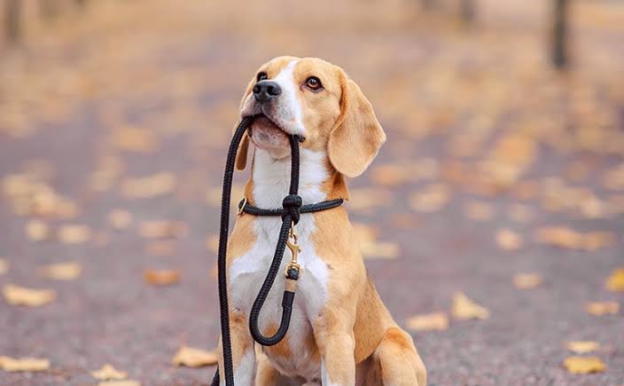 Dog Walkers