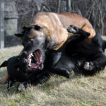 fight2-1