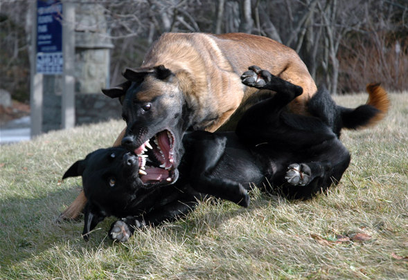fight2-1