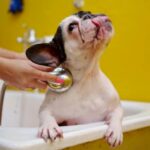 dog wash monrovia