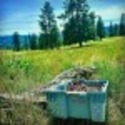best pine pollen tincture